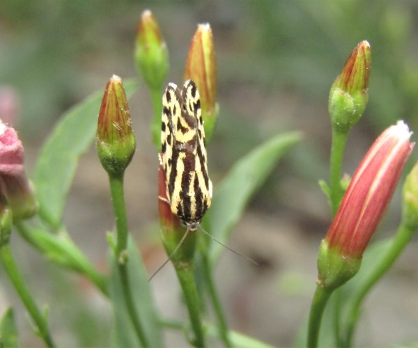 Acontia trabealis, Crete - photo © K. Bormpoudaki