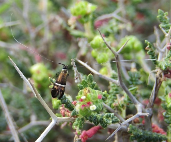 Adela paludicolella, Crete- photo © K. Bormpoudaki