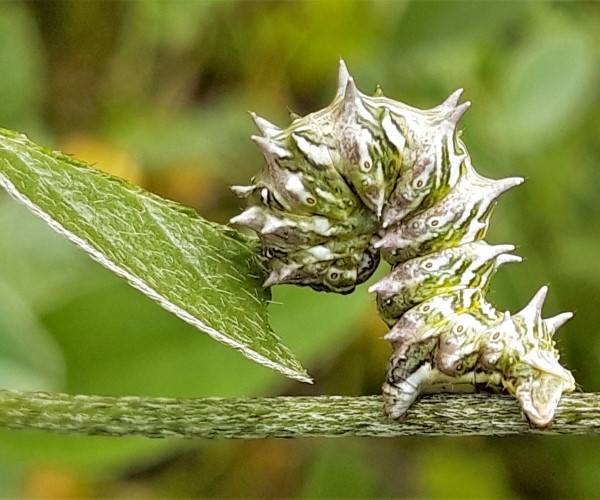 Apochima flabellaria larva, Crete - photo © K. Bormpoudaki