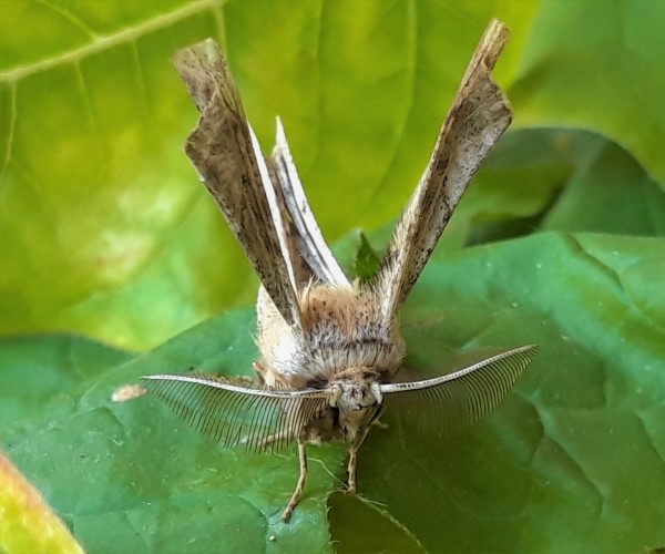 Apochima flabellaria, Crete - photo © K. Bormpoudaki