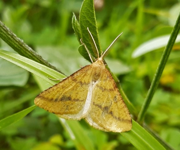 Aspitates ochrearia, Crete - photo © K. Bormpoudaki