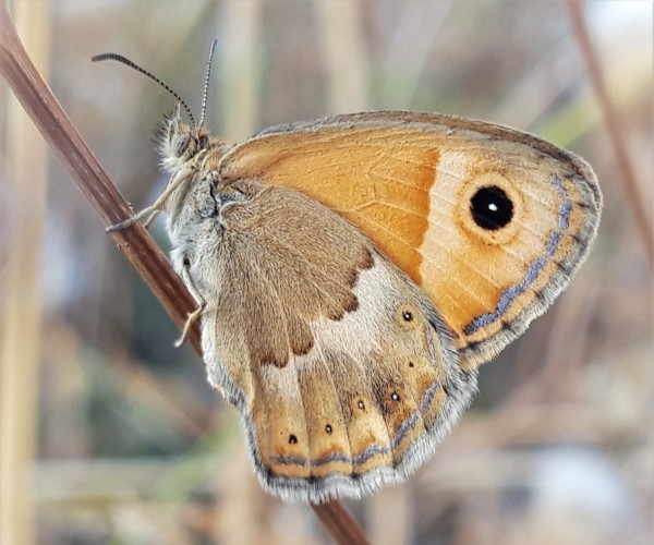 Coenonympha thyrsis (endemic) - photo © K. Bormpoudaki