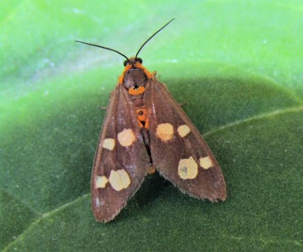 Dysauxes famula, Crete - photo © K. Bormpoudaki