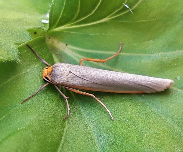 Eilema caniola, Crete - photo © K. Bormpoudaki