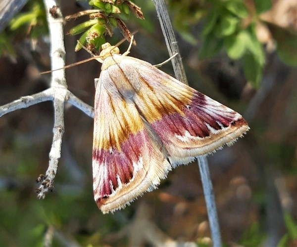 Eublemma ostrina, Crete - photo © K. Bormpoudaki