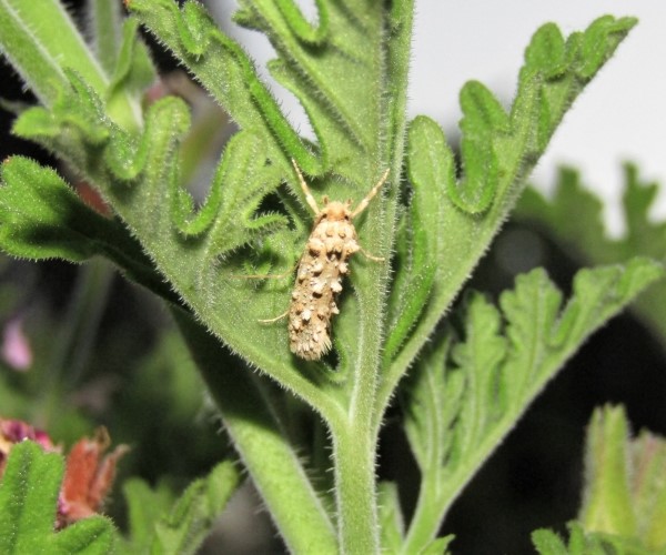 Hapsifera luridella, Crete - photo © K. Bormpoudaki