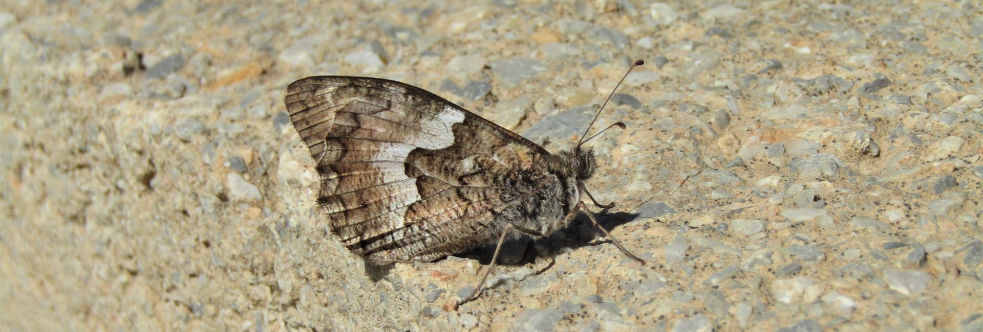 Hipparchia cretica (endemic) - photo © K. Bormpoudaki