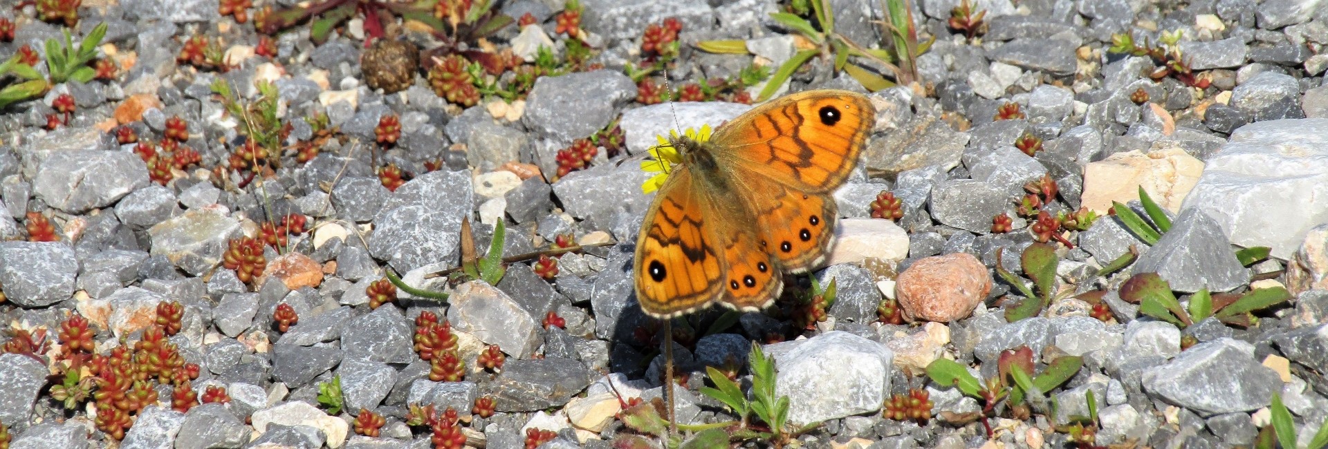 Lasiommata megera - photo © K. Bormpoudaki