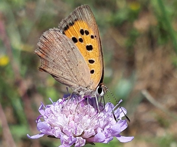 Lycaena phlaeas, Crete - photo © K. Bormpoudaki