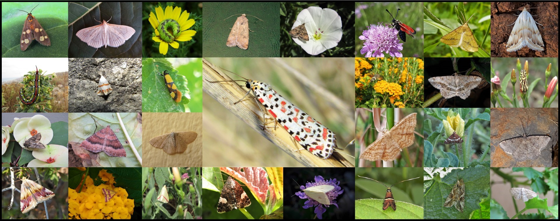 Moths of Crete - photo © K. Bormpoudaki