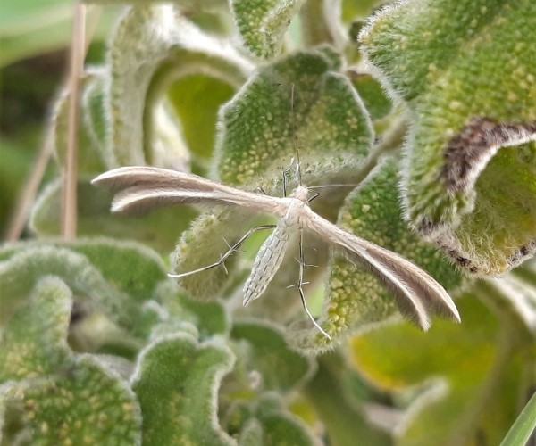 Merrifieldia malacodactylus, Crete - photo © K. Bormpoudaki