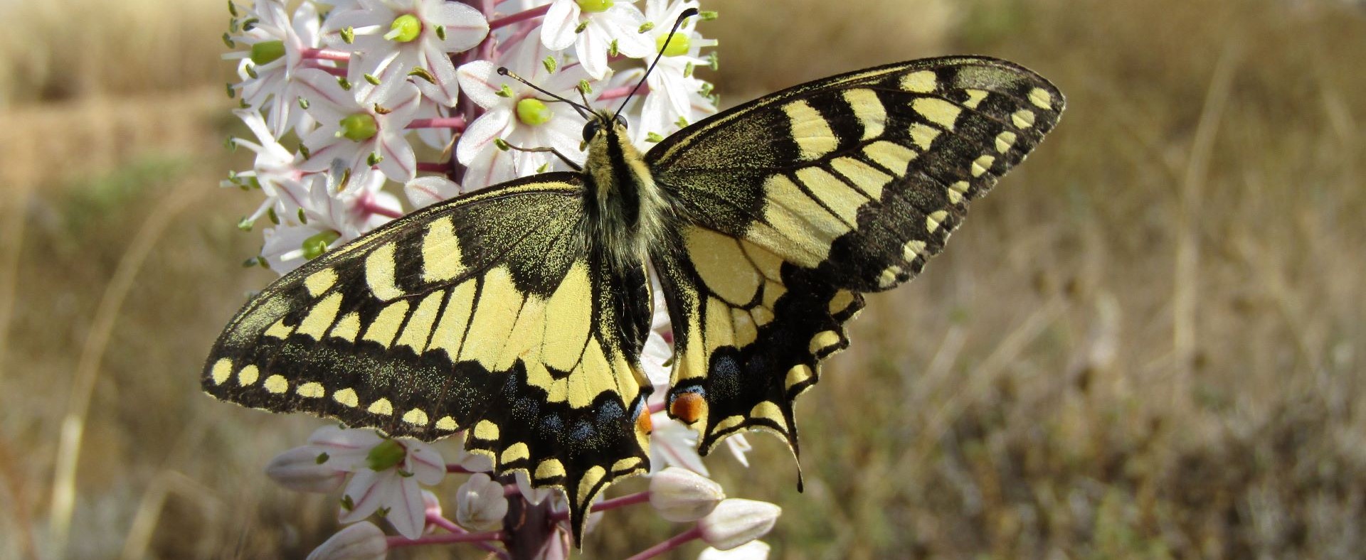 Papilio machaon - photo © K. Bormpoudaki