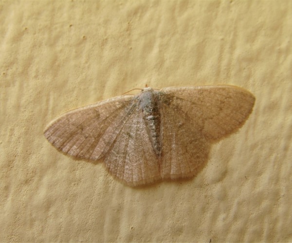 Phaiogramma faustinata, Crete - photo © K. Bormpoudaki