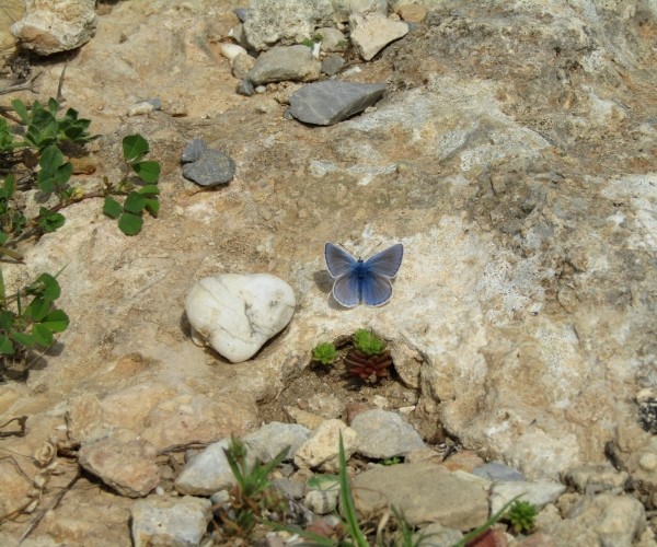 Polyommatus icarus, Crete - photo © K. Bormpoudaki