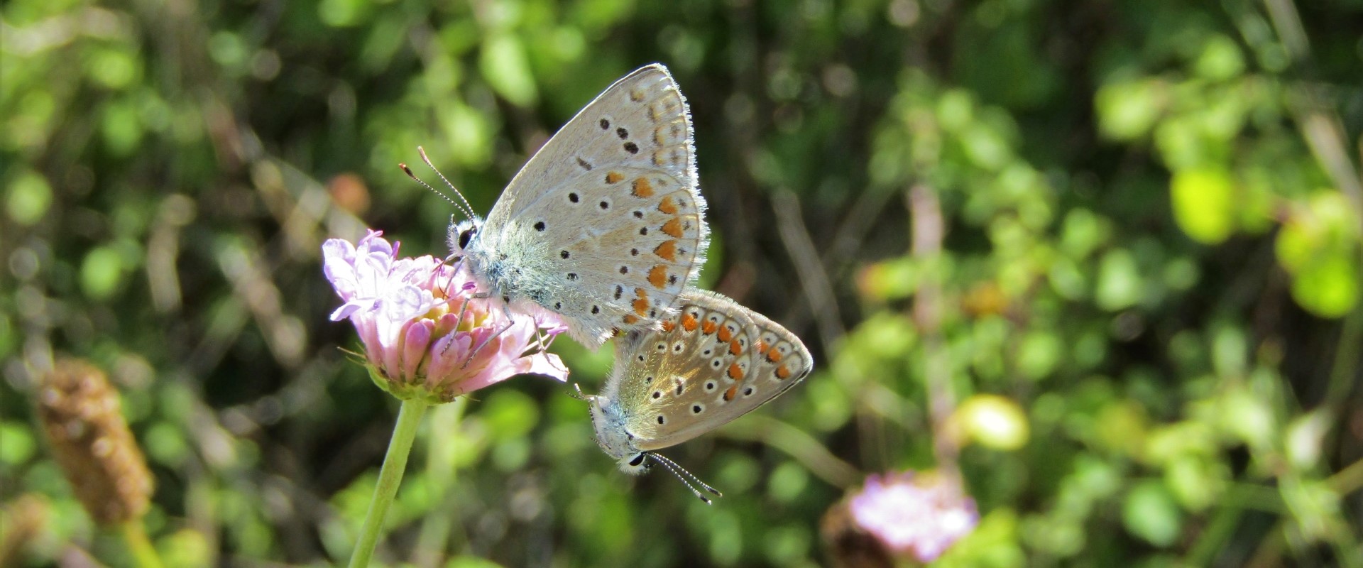 Polyommatus icarus - photo © K. Bormpoudaki