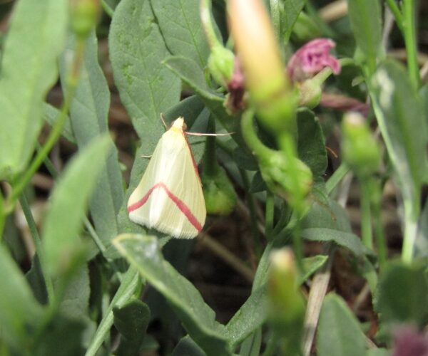 Rhodometra sacraria, Crete - photo © K. Bormpoudaki