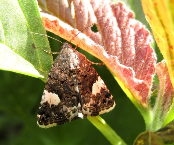 Tyta luctuosa, Crete - photo © K. Bormpoudaki