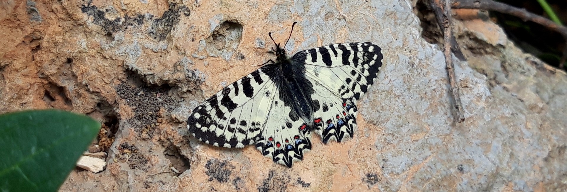 Zerynthia cretica, Crete - photo © K. Bormpoudaki