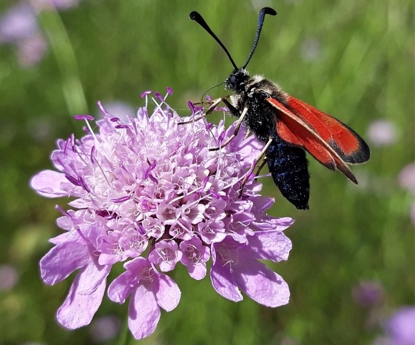 Zygaena punctum, Crete - photo © K. Bormpoudaki