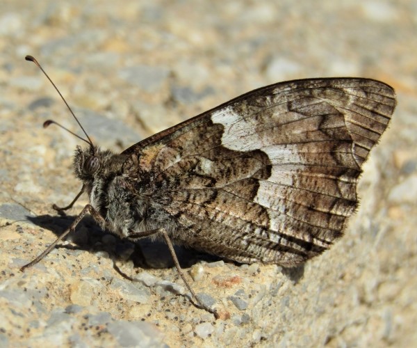 Hipparchia cretica (endemic) - photo © K. Bormpoudaki