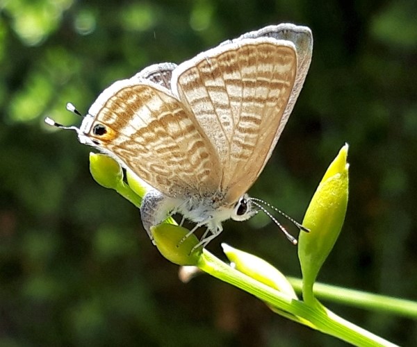 Lampides boeticus laying eggs - photo © K. Bormpoudaki