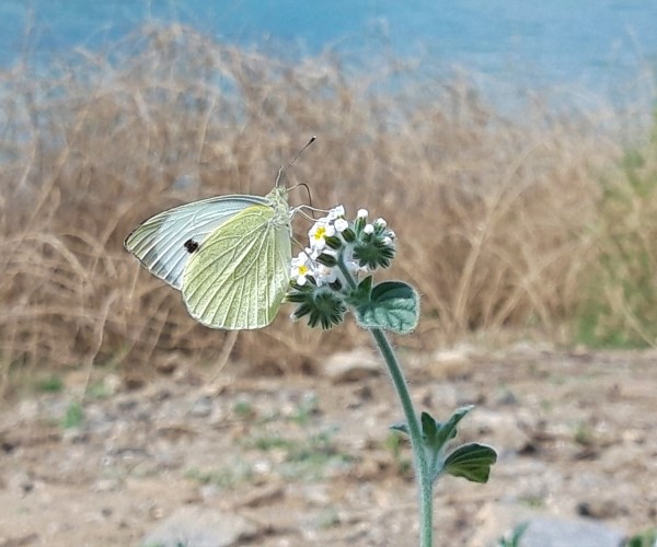 Pieris brassicae, Crete - photo © K. Bormpoudaki