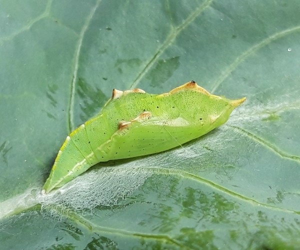 Pieris rapae pupa - photo © K. Bormpoudaki