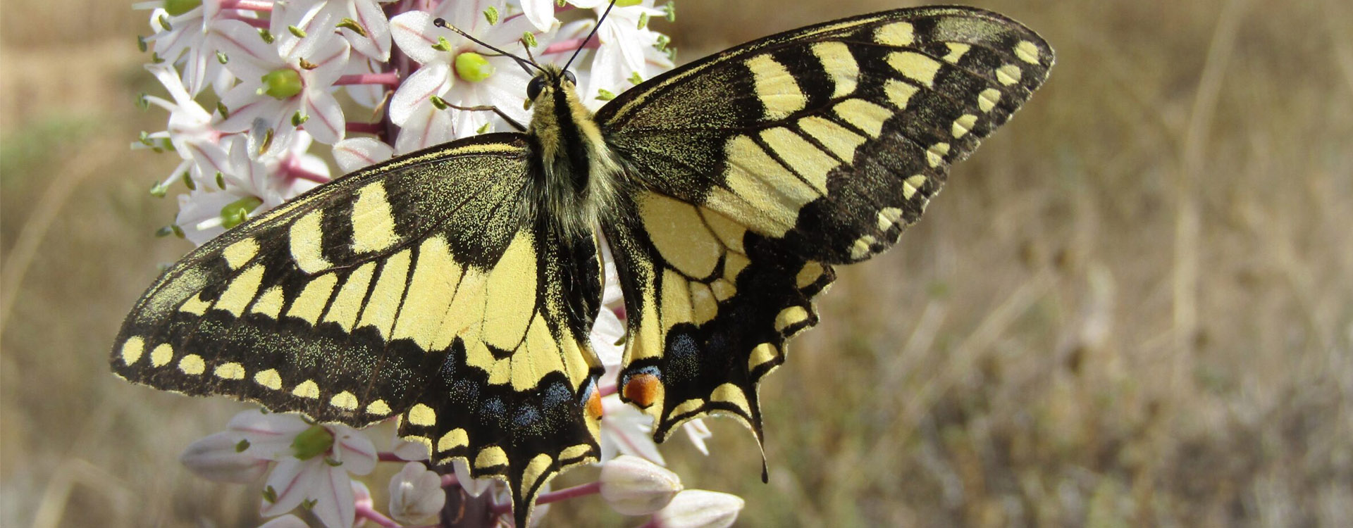 Papilio machaon - photo © K. Bormpoudaki