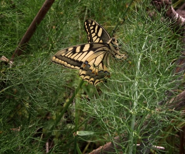 Female ovipositing. The life cycle of Papilio machaon - photo © Antonia Aga