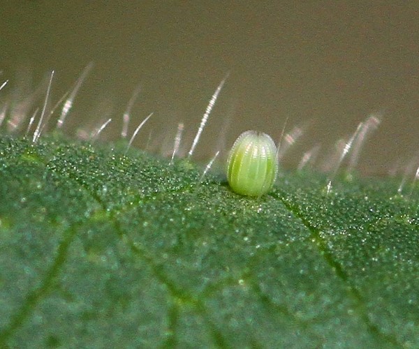 life cycle of a butterfly egg