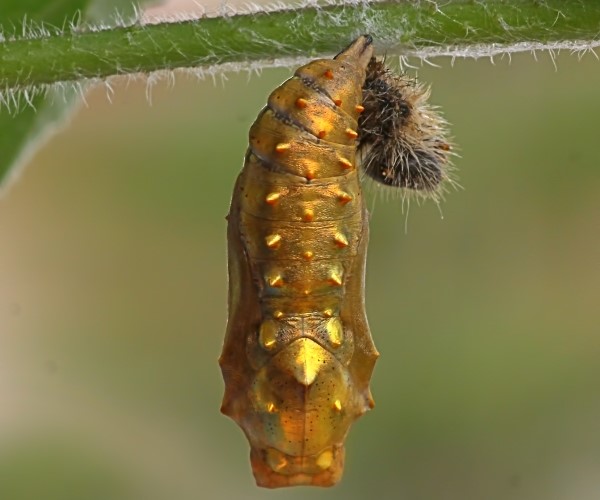 The life cycle of a butterfly. Egg larva pupa adult