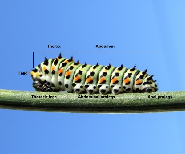 Anatomy of a larva- original photo © K. Bormpoudaki