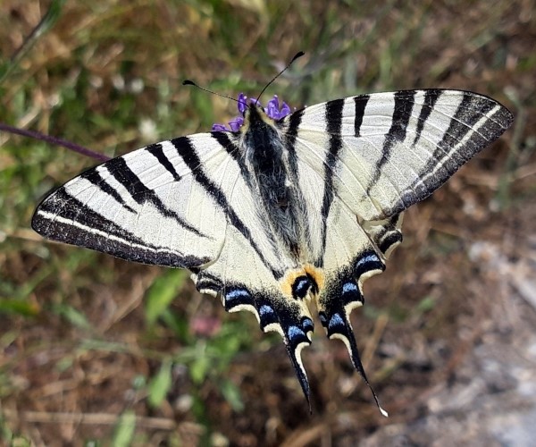 Iphiclides podalirius - photo © K. Bormpoudaki