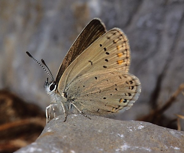 Kretania psylorita (endemic) - photo © L.N. Pamperis