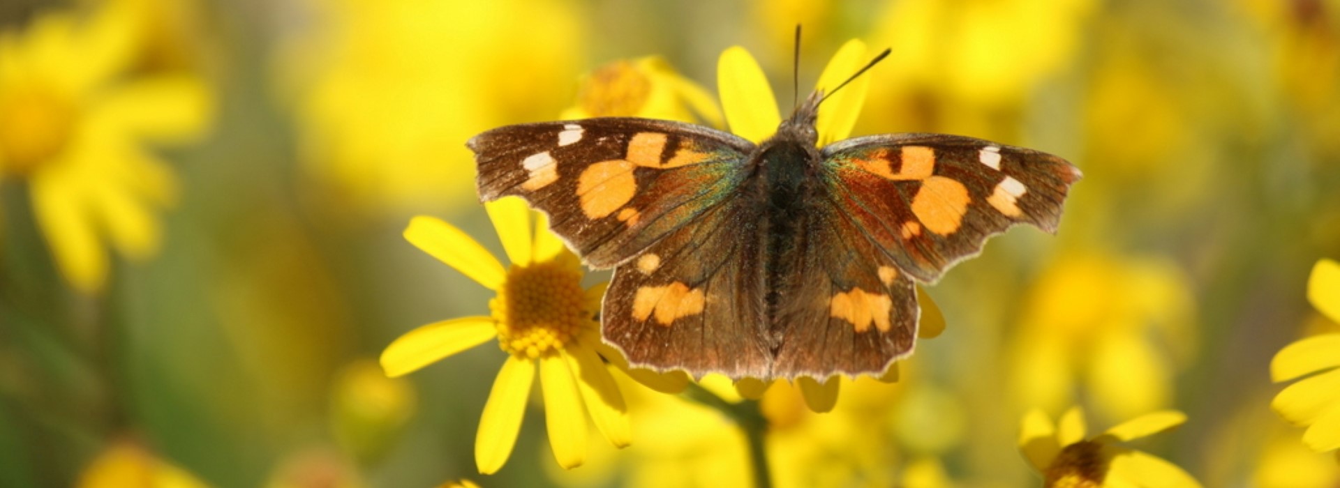 Libythea celtis - photo © Xristos Dimadis