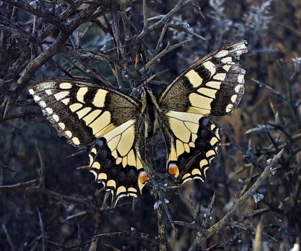 Papillio machaon, Crete - photo © K. Bormpoudaki