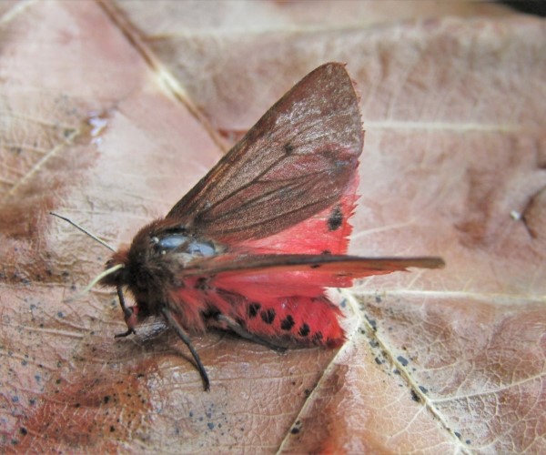 Phragmatobia fuliginosa, Crete - photo © K. Bormpoudaki