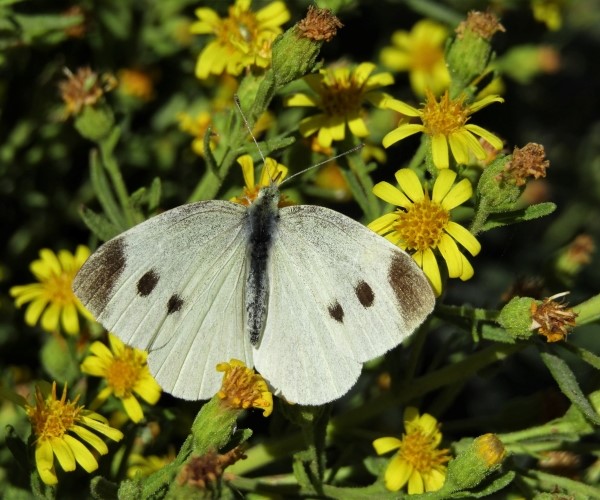 Pieris rapae in Crete, Greece (Small White) - butterfliesofcrete.com