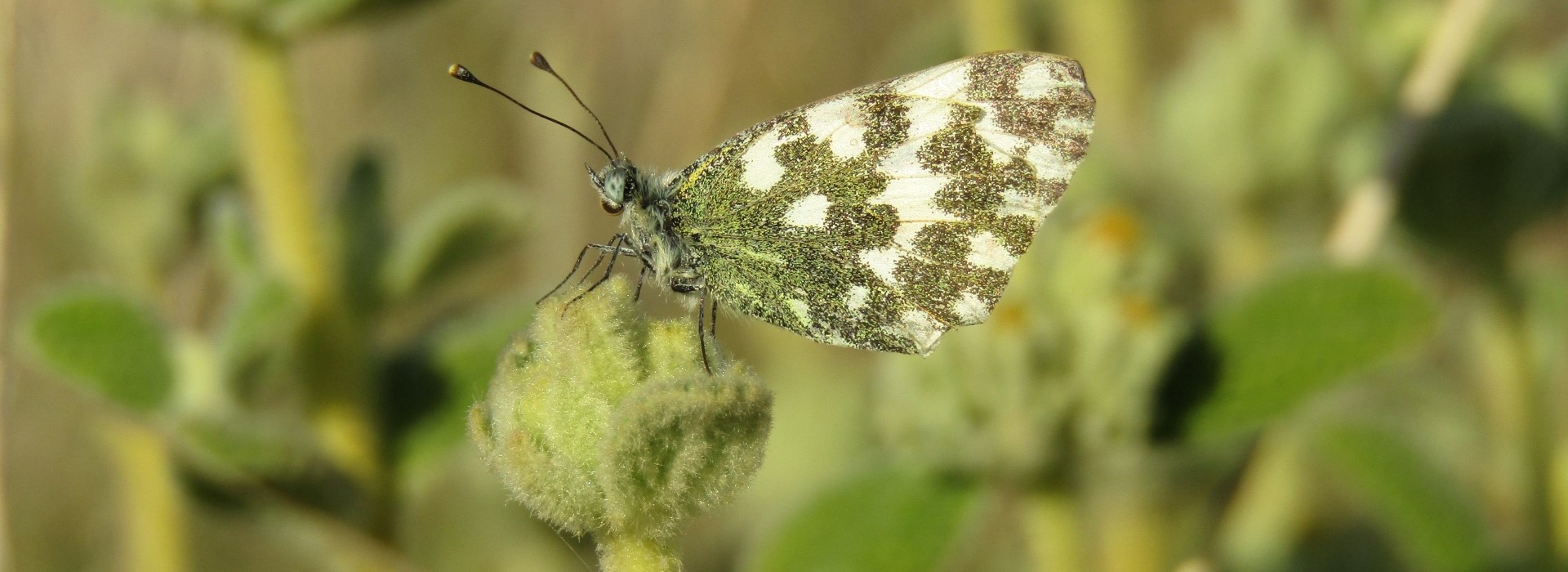 Pontia edusa, Crete - photo © K. Bormpoudaki