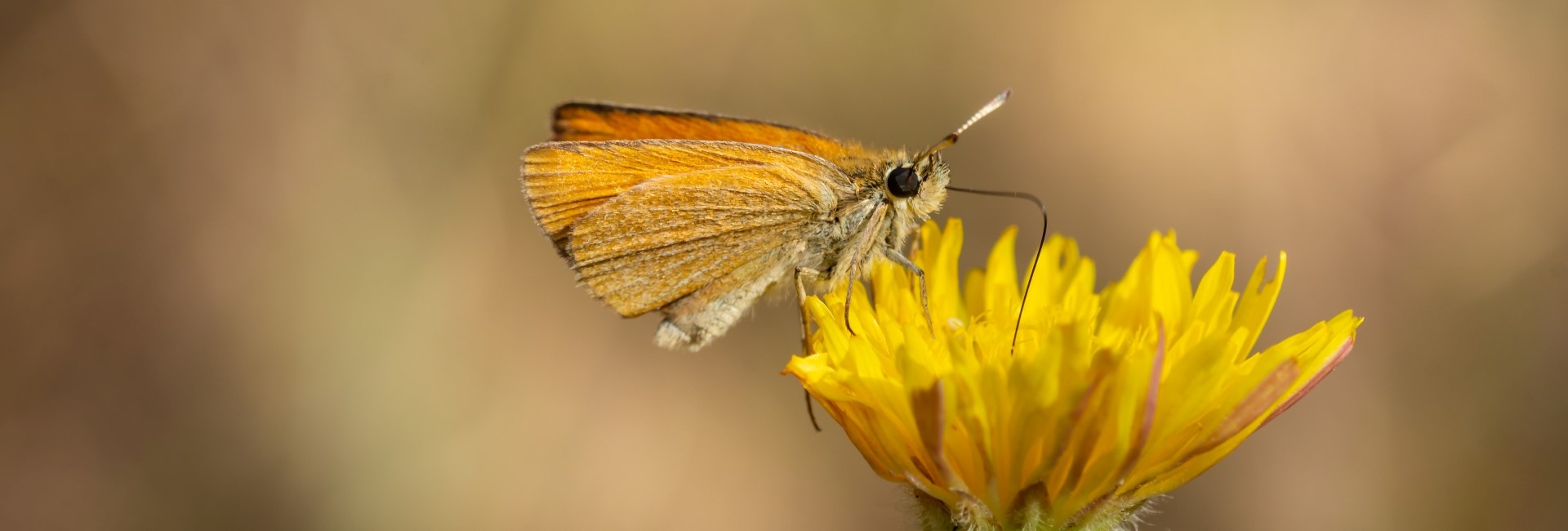 Thymelicus sylvestris - photo © Sofia Apergi