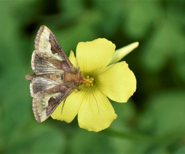 Thysanoplusia orichalcea, Crete - photo © Ch. Almpantakis