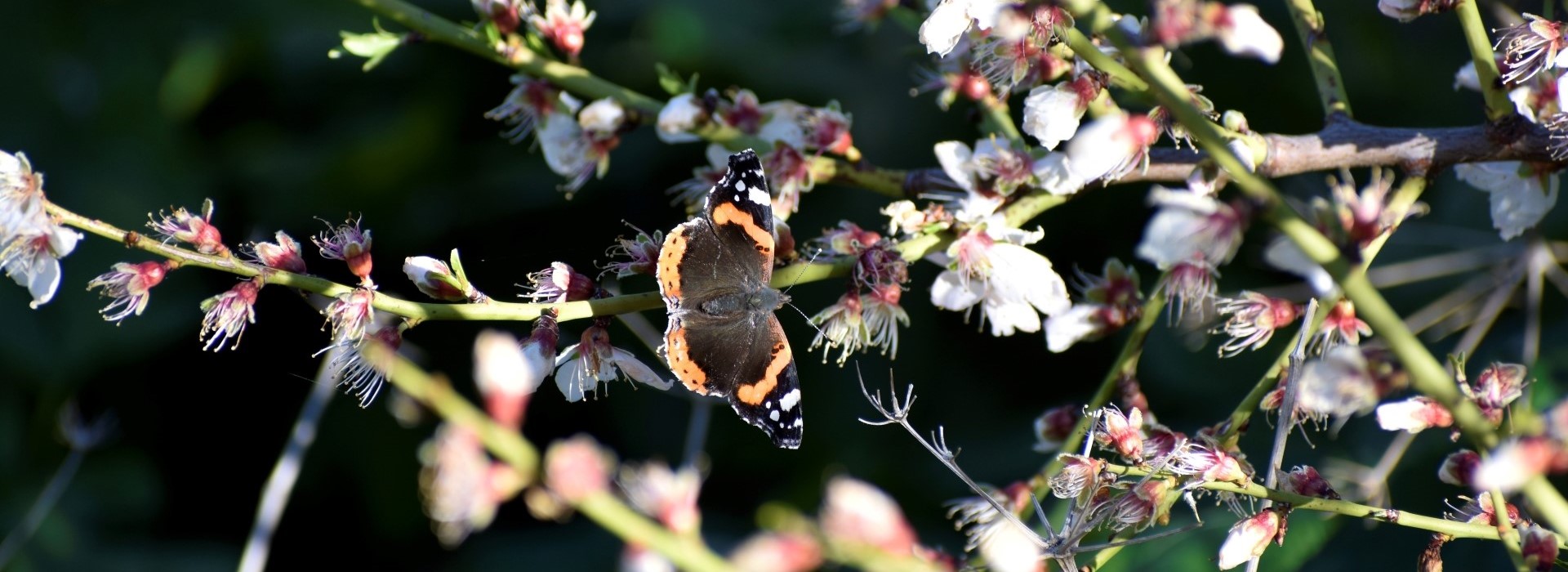 Vanessa atalanta, Crete - photo © Ch. Almpantakis