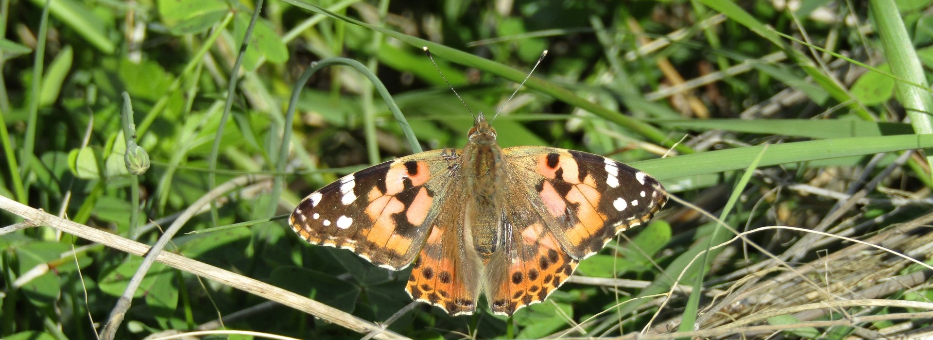 Vanessa cardui - photo © K. Bormpoudaki