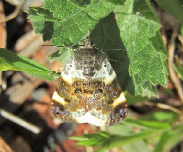 Acontia lucida, Crete - photo © K. Bormpoudaki