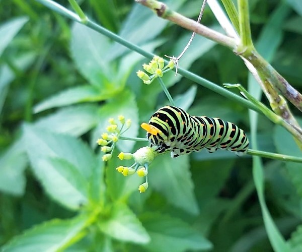 Papilio machaon larva, Crete- photo © K. Bormpoudaki