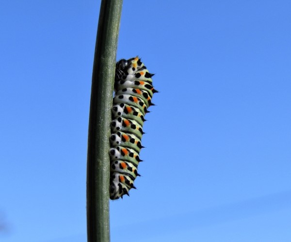 Papillio machaon larva, Crete- photo © K. Bormpoudaki