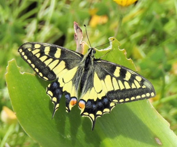Papilio machaon, Crete - photo © K. Bormpoudaki