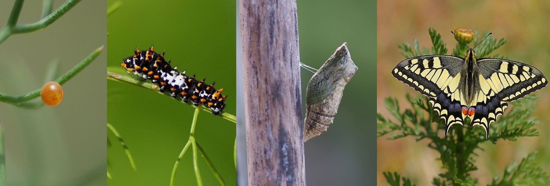 Life cycle of a butterfly - photos © Antonia Aga