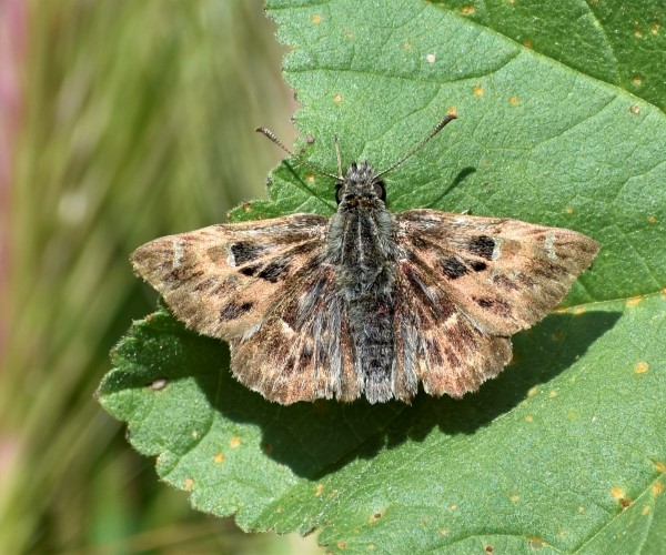 Carcharodus alceae, Crete - photo © Ch. Almpantakis