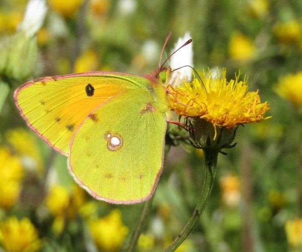 Colias crocea - photo © K. Bormpoudaki